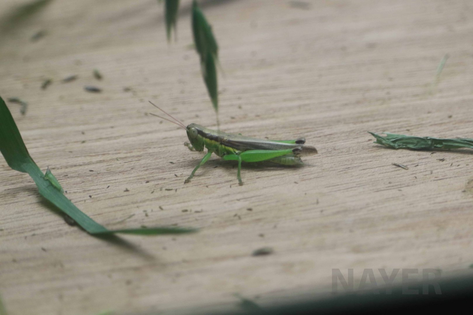 Rice grasshopper, October 2017
