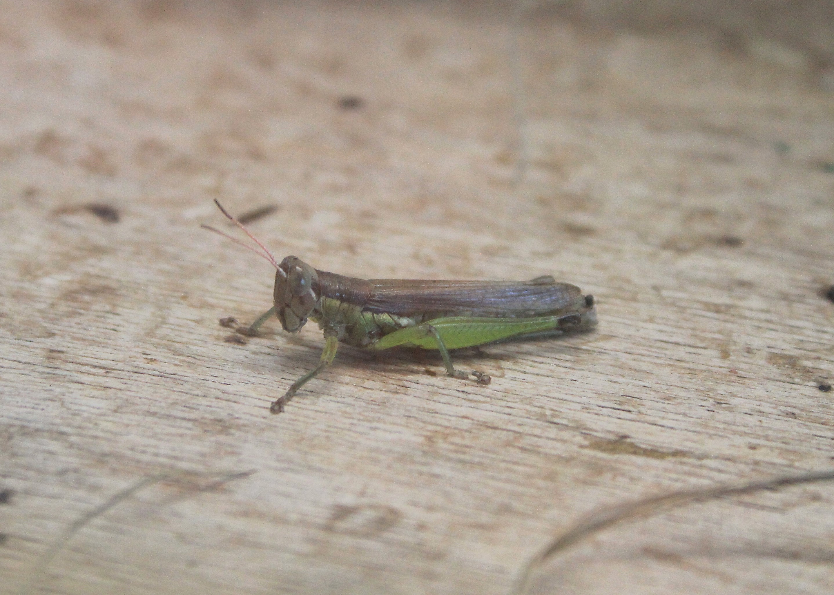 Rice Grasshopper (Oxya japonica)