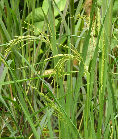 Rice (Oryza sativa)
