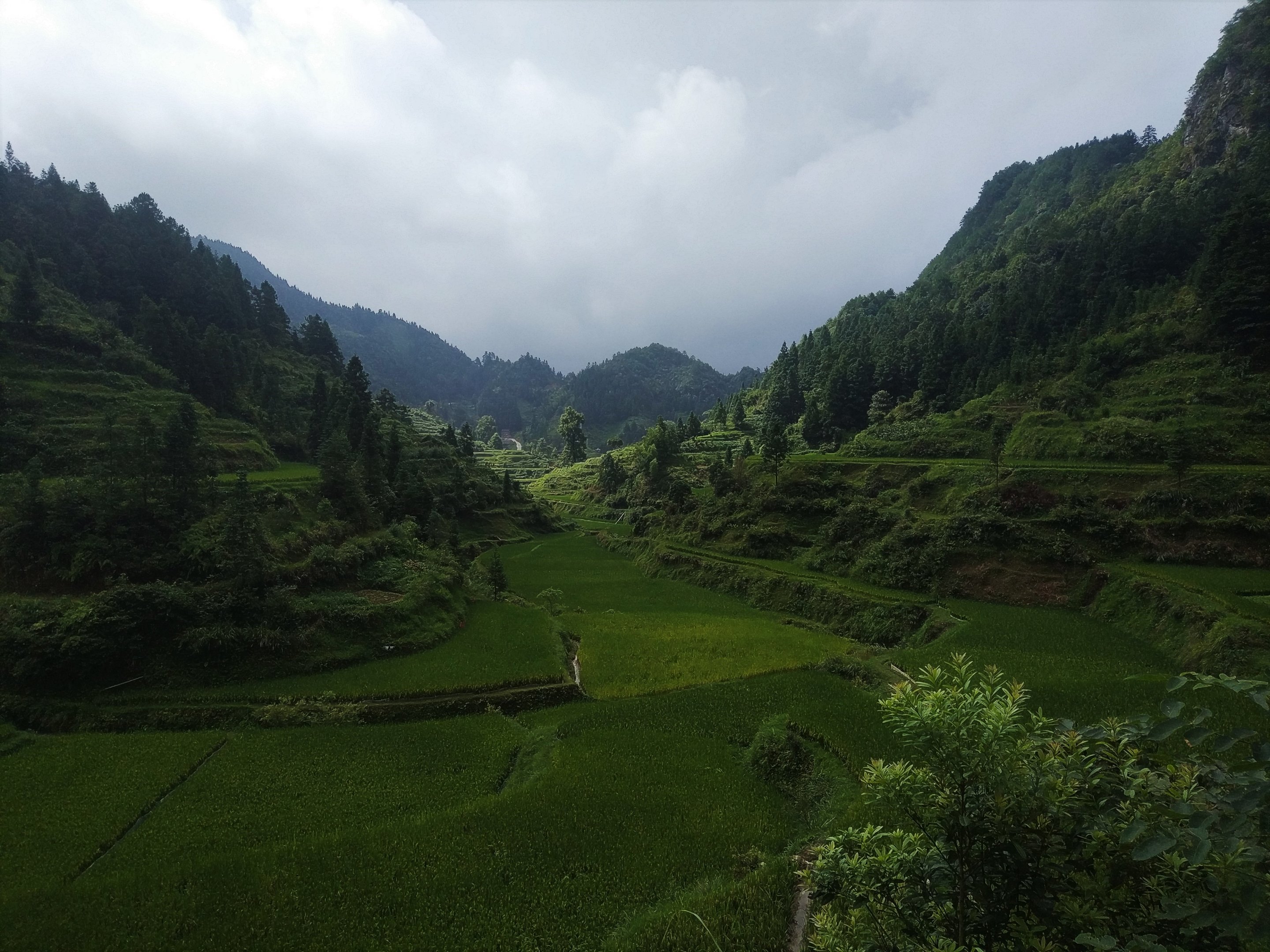Rice Paddies at Diping