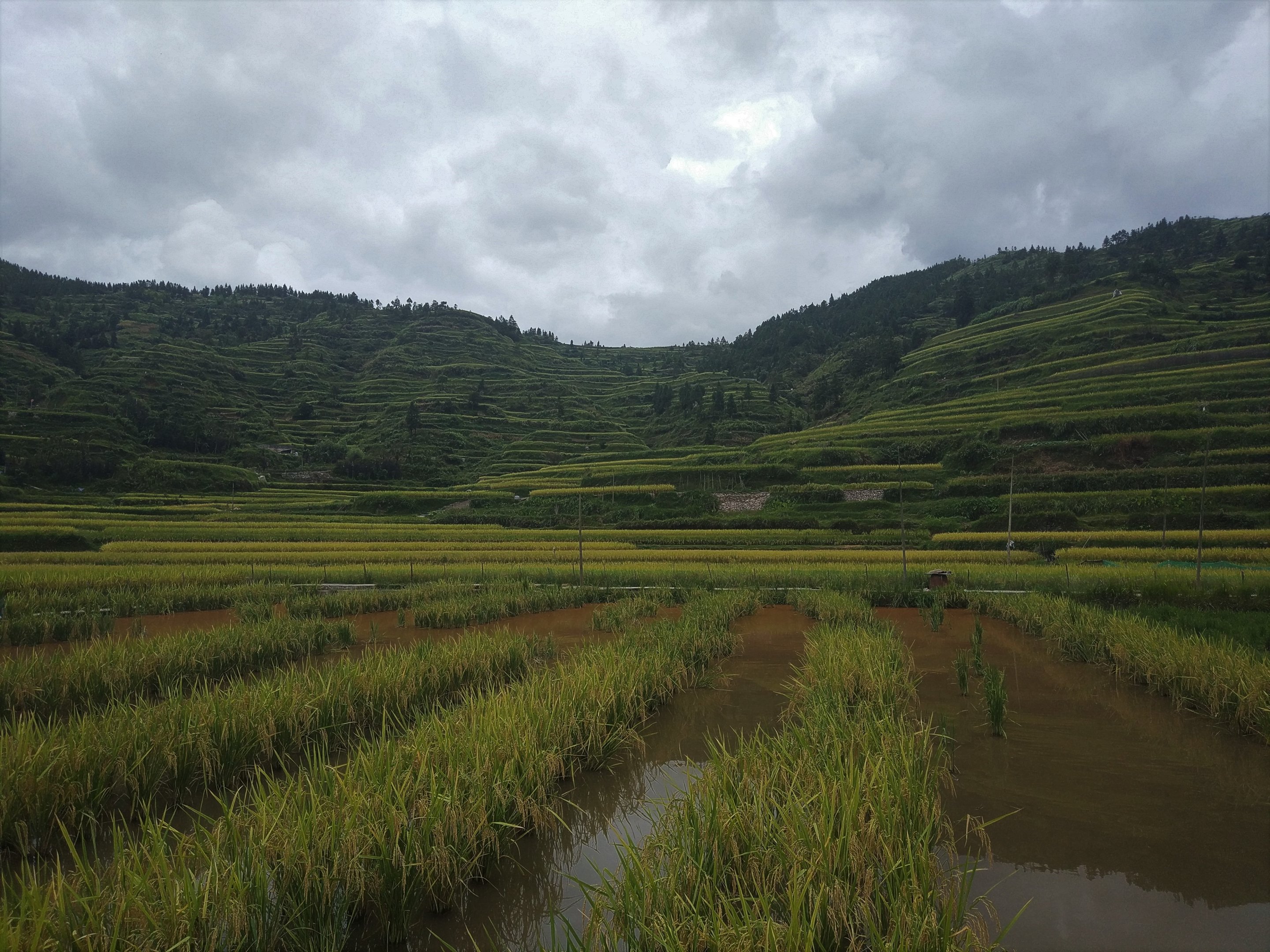 Rice Paddy at Xijiang