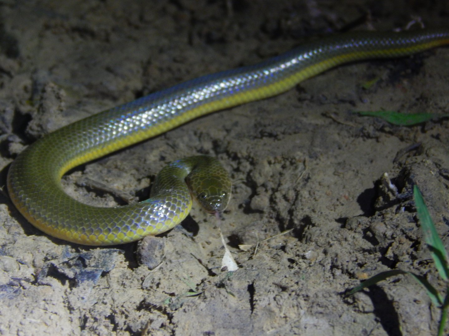 Rice Paddy Snake (Enhydris plumbea)