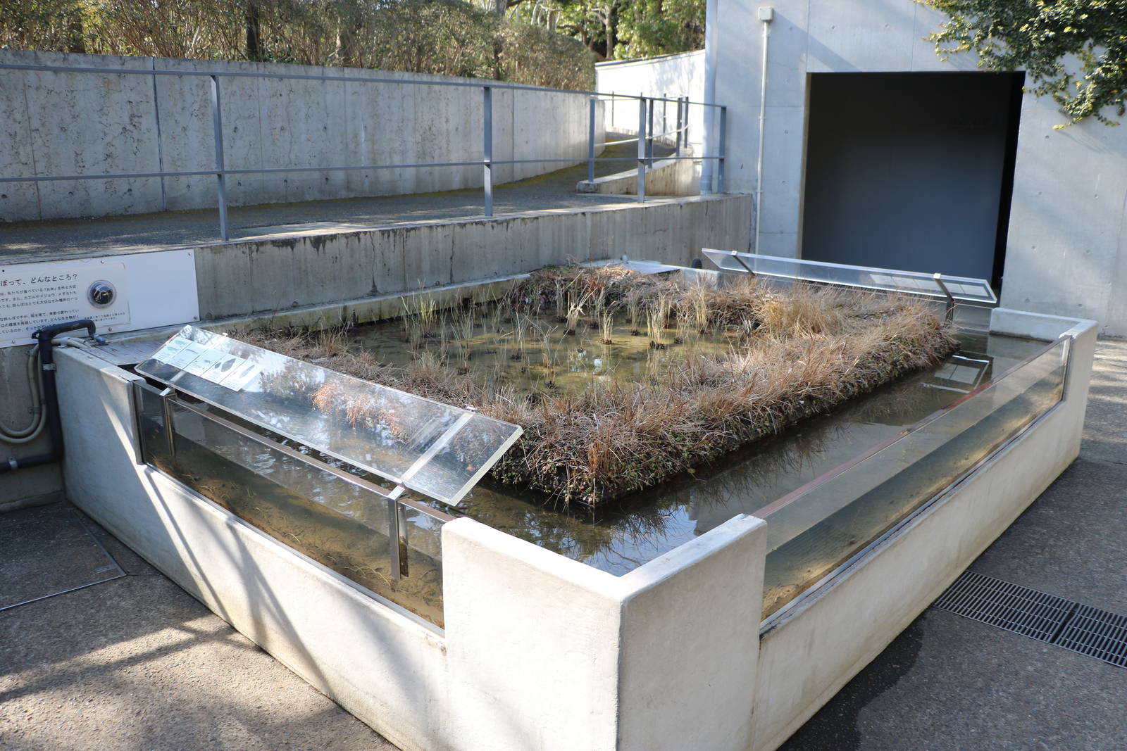 Rice paddy tank - Tokyo Sea Life Park, February 2016