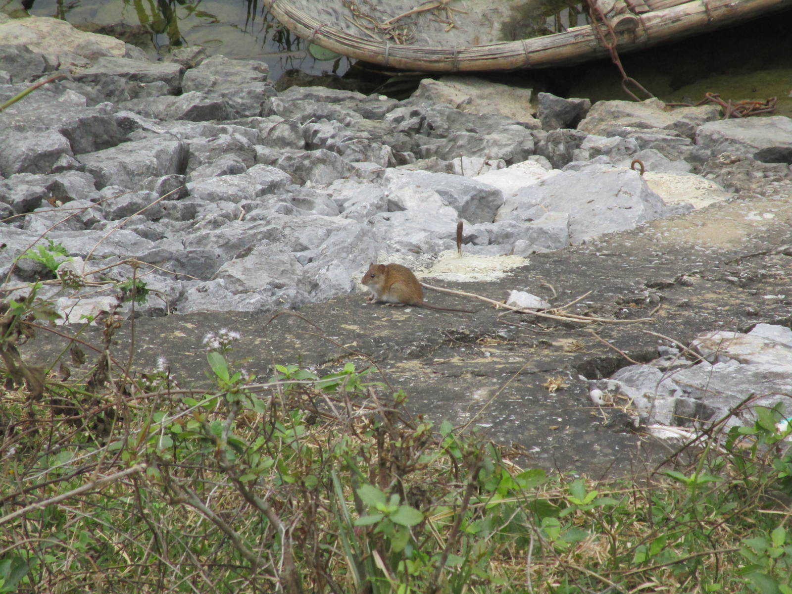 Ricefield Rat - Van Long