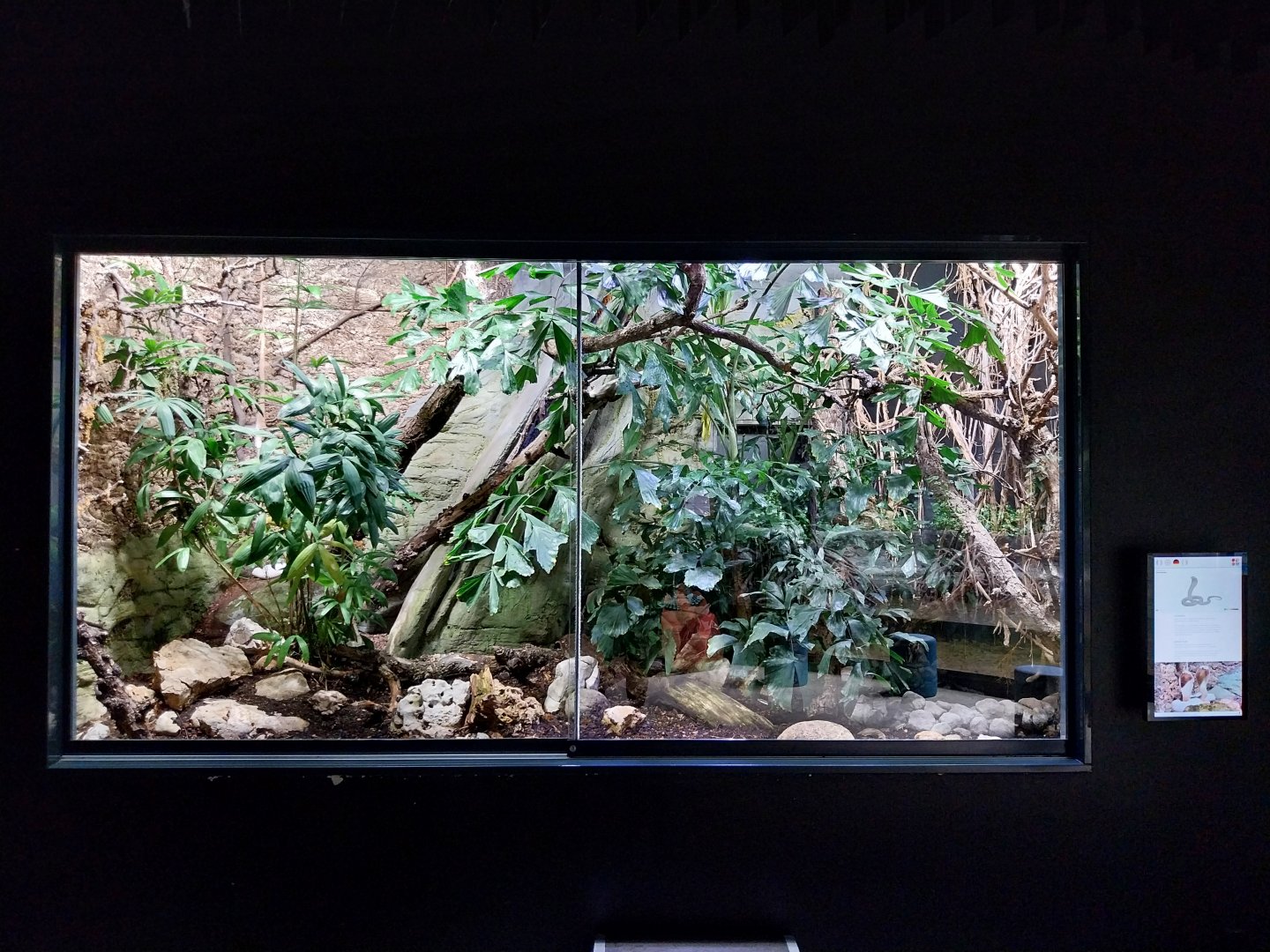 Ricefields - Monocled cobra terrarium