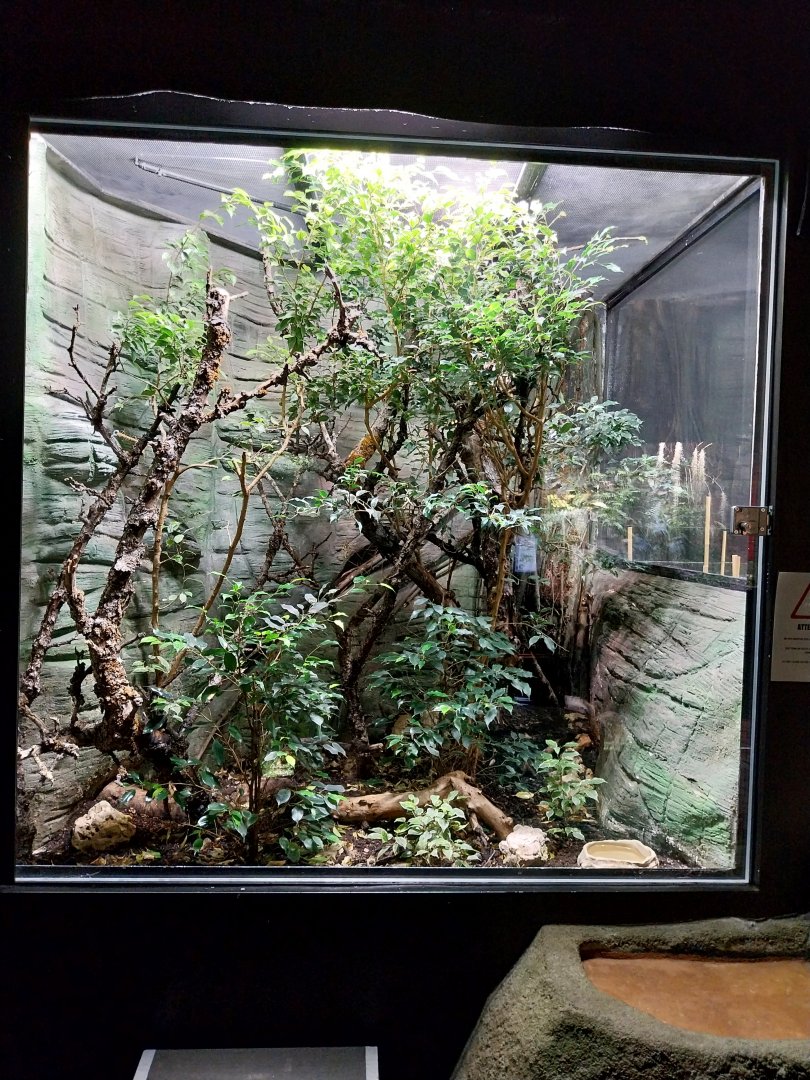 Ricefields - Taiwan habu terrarium