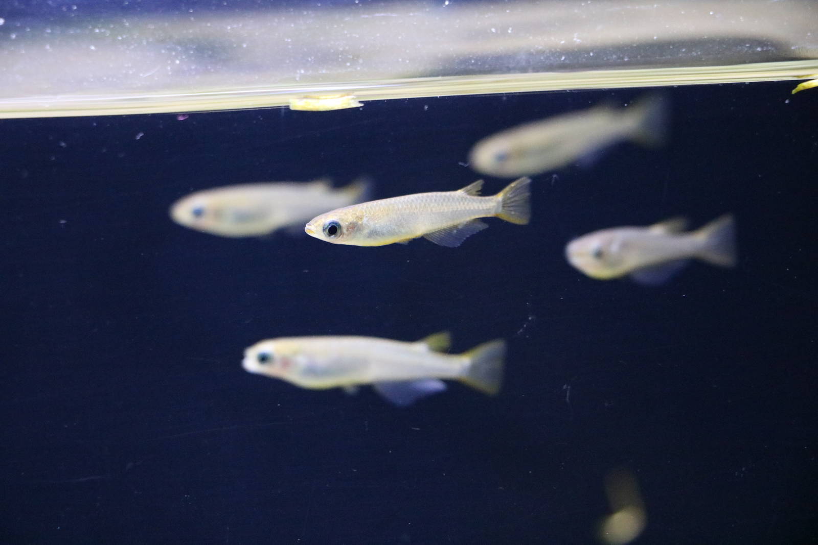 Ricefish - Sumida Aquarium, February 2016