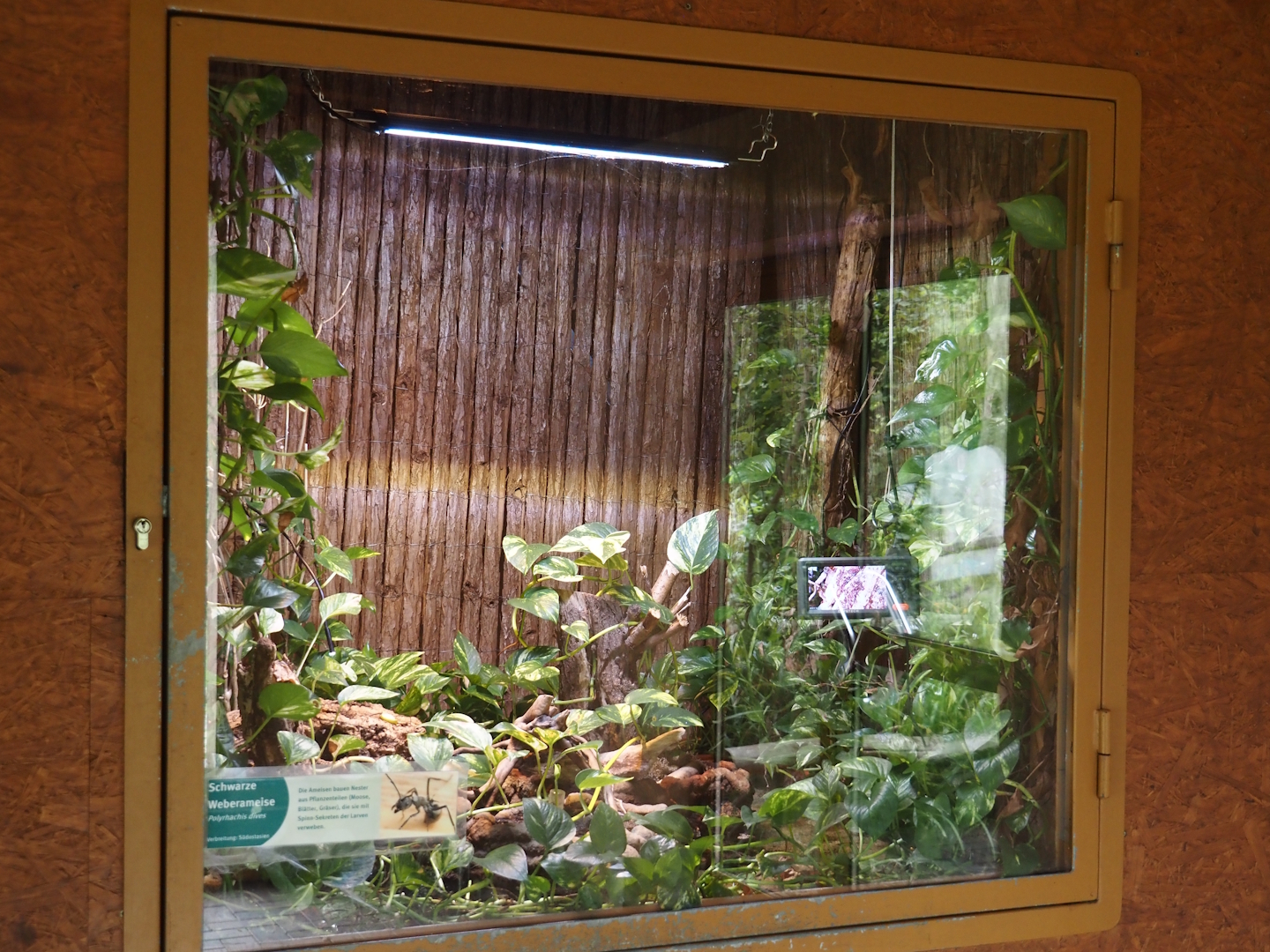 Rich spiny sugar ant (Polyrhachis dives) terrarium, 2025-05-22