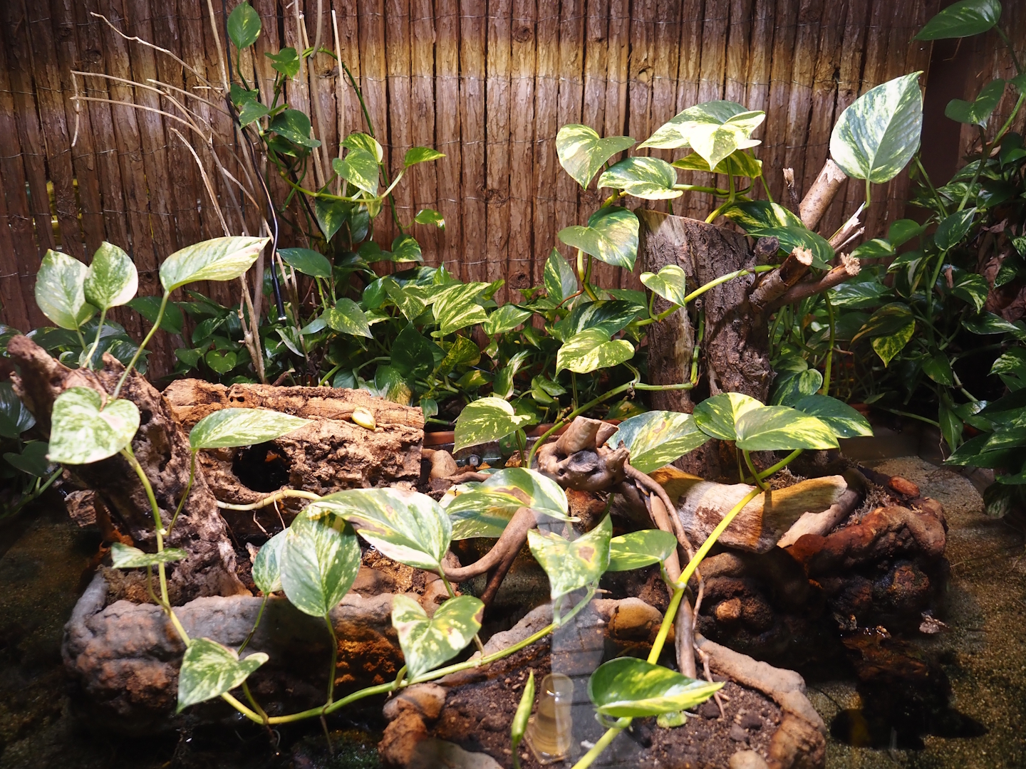 Rich spiny sugar ant (Polyrhachis dives) terrarium, 2025-05-22