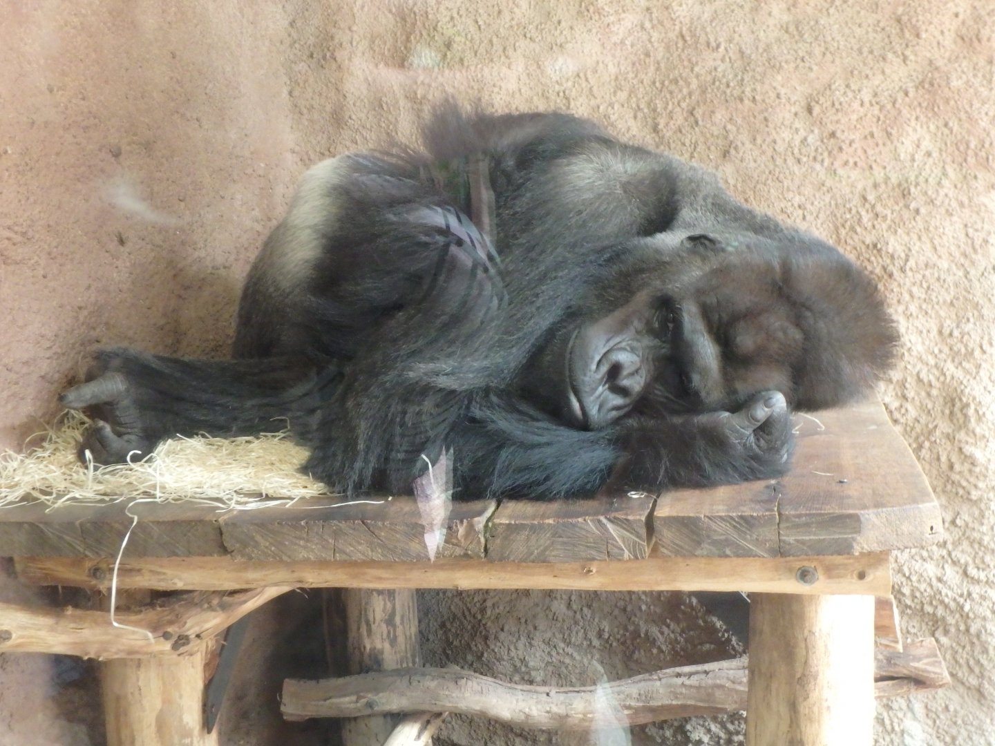 Richard, the silverback lowland gorilla
