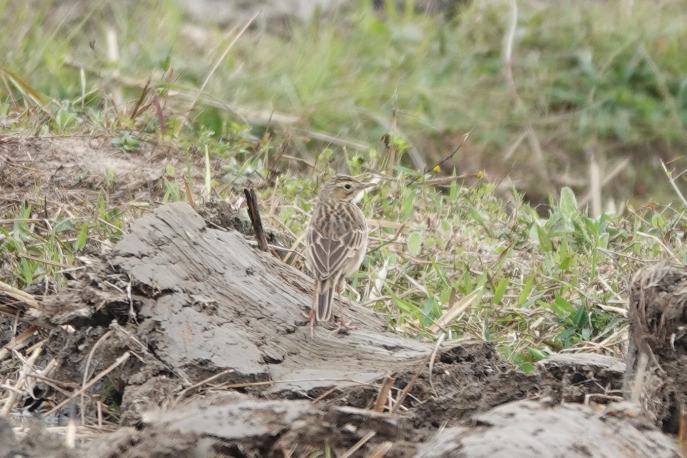 Richard's Pipit