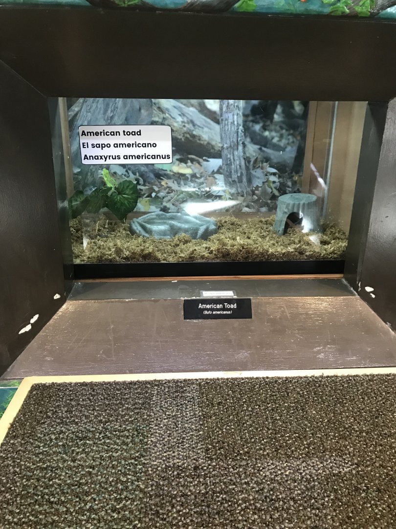 Richardson Nature Center - American Toad