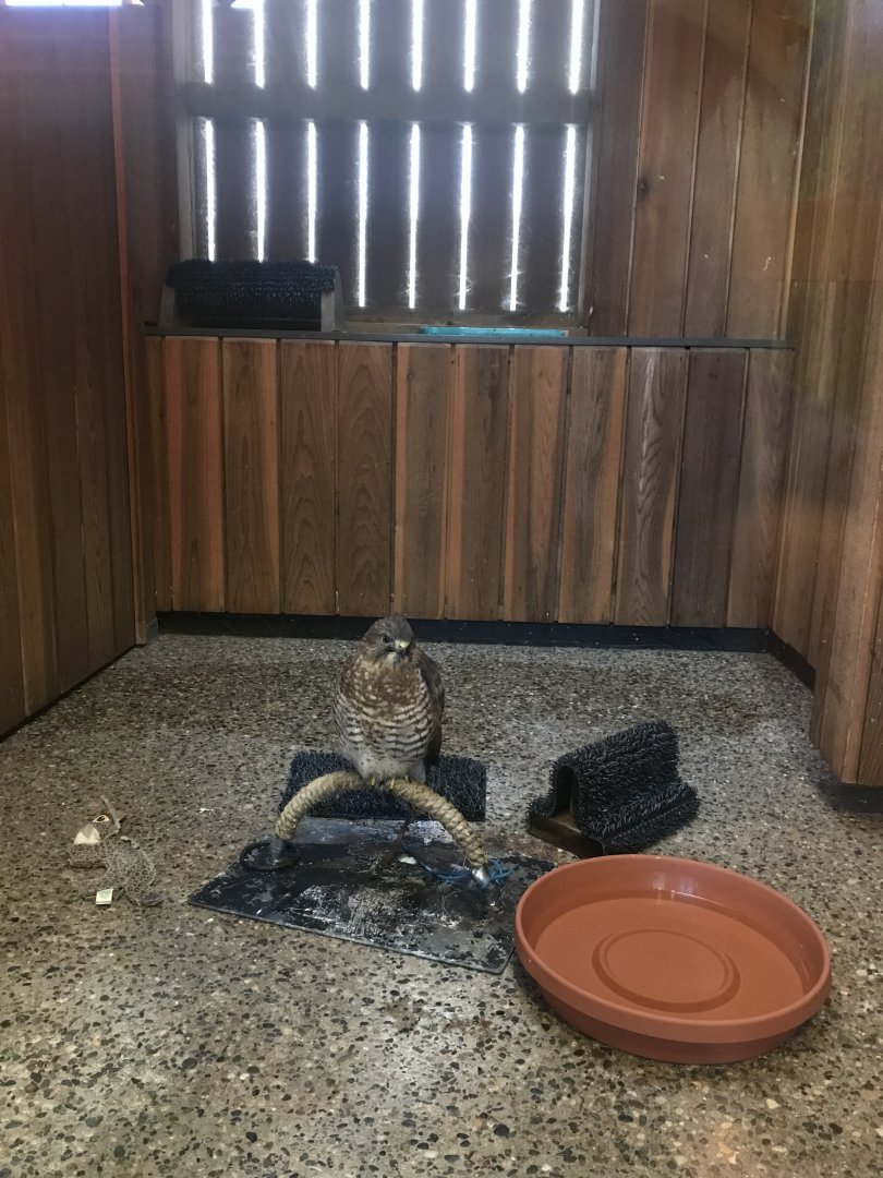 Richardson Nature Center - Broad-Winged Hawk Exhibit