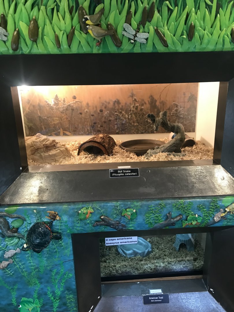 Richardson Nature Center - Bullsnake Exhibit