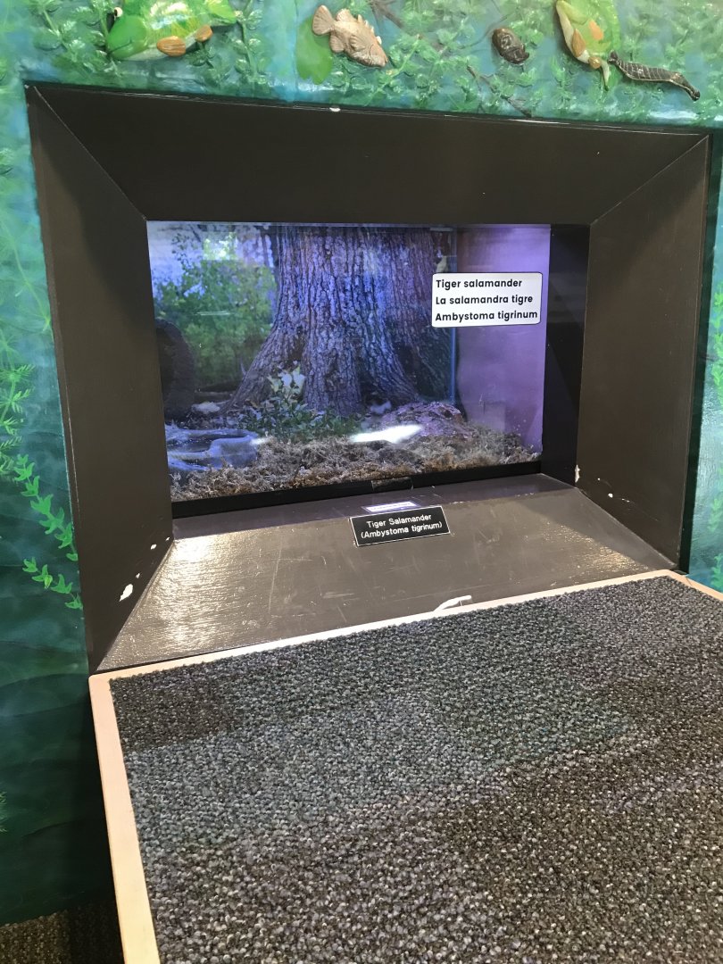 Richardson Nature Center - Eastern Tiger Salamander Exhibit