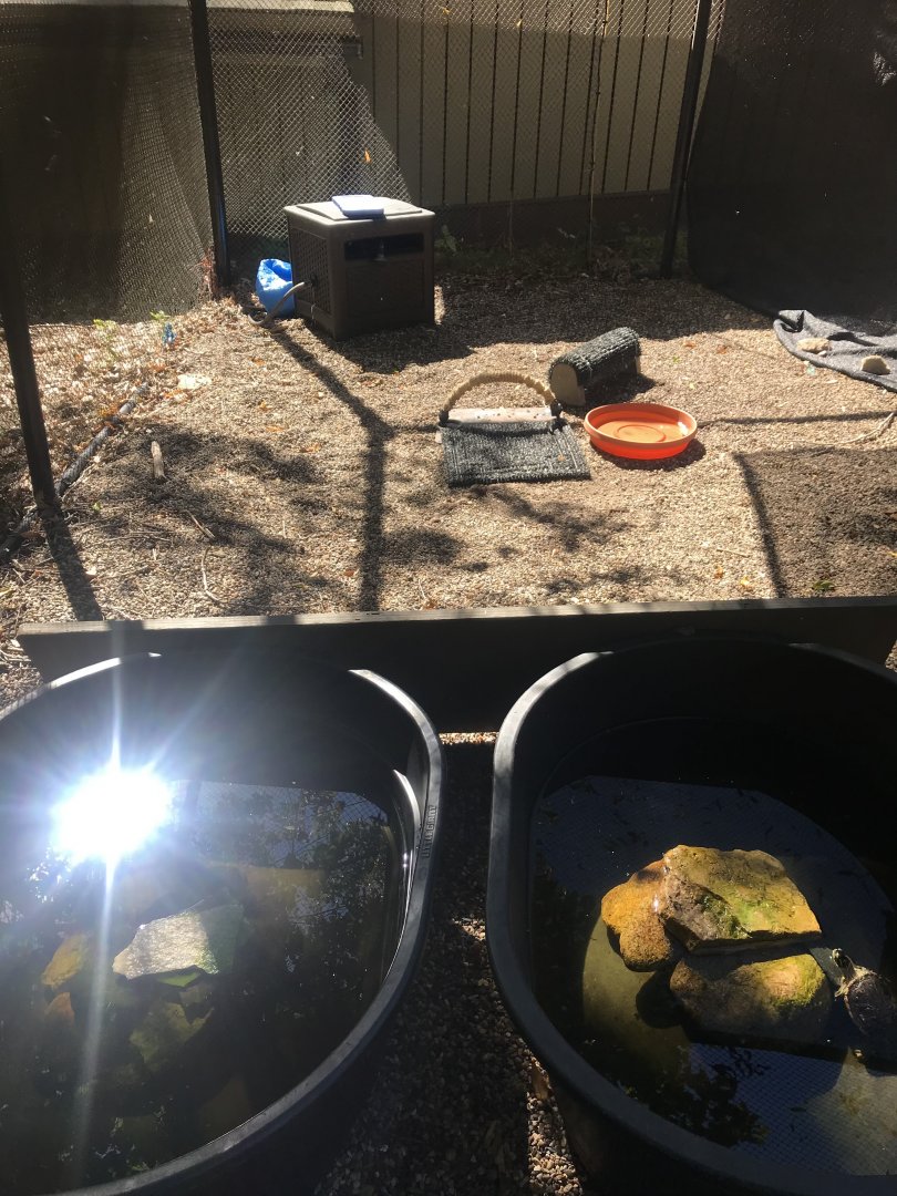 Richardson Nature Center - False Map Turtle & Painted Turtle Pools