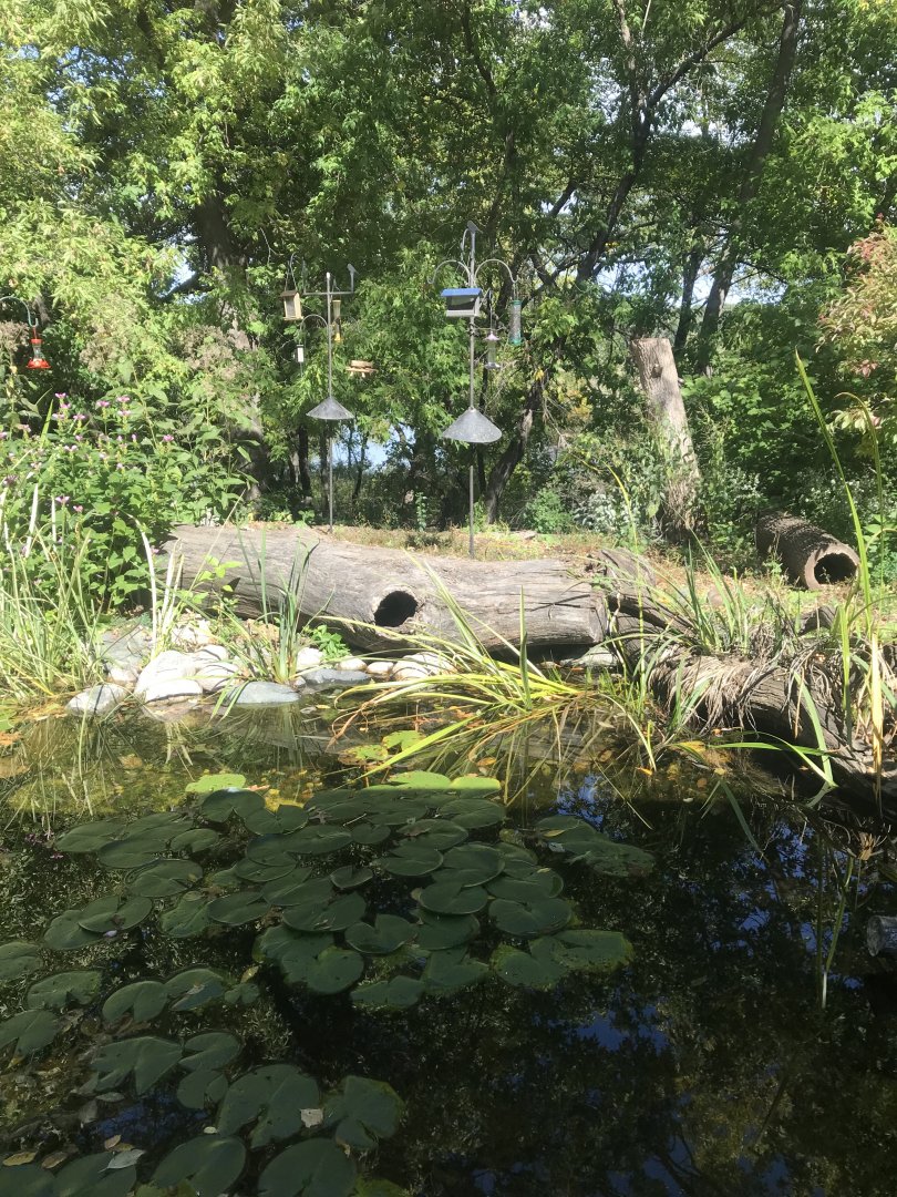 Richardson Nature Center - Nature Display