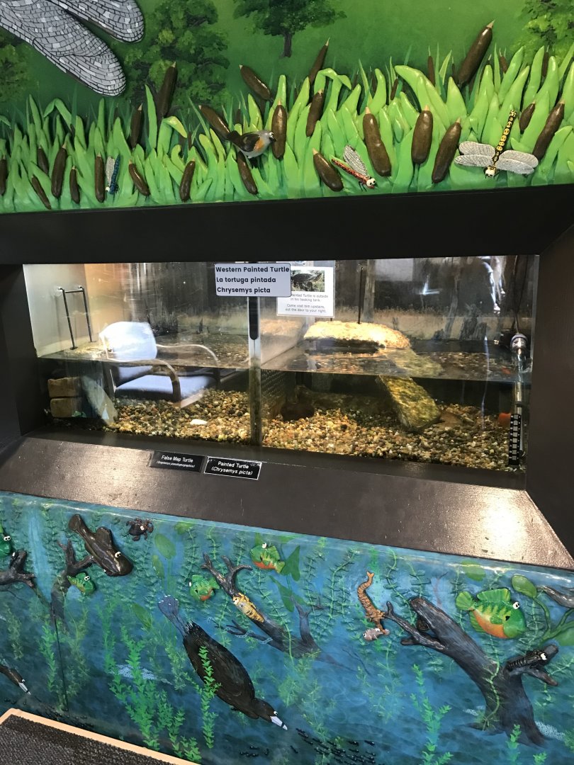 Richardson Nature Center - Painted Turtle & False Map Turtle Exhibits