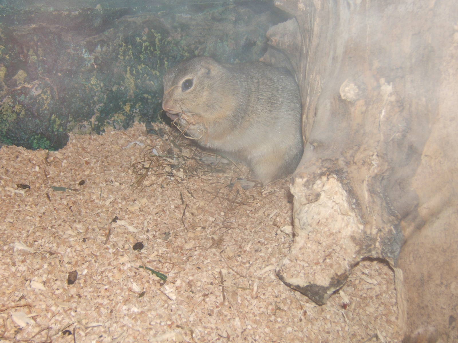 Richardson`s Ground Squirrel