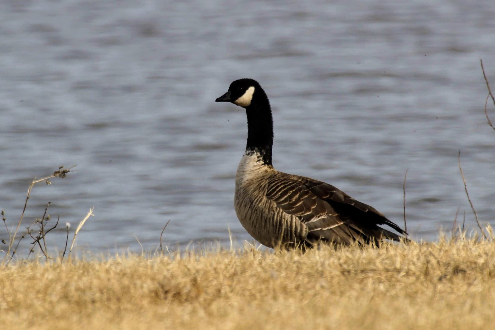 Richardson's Cackling Goose