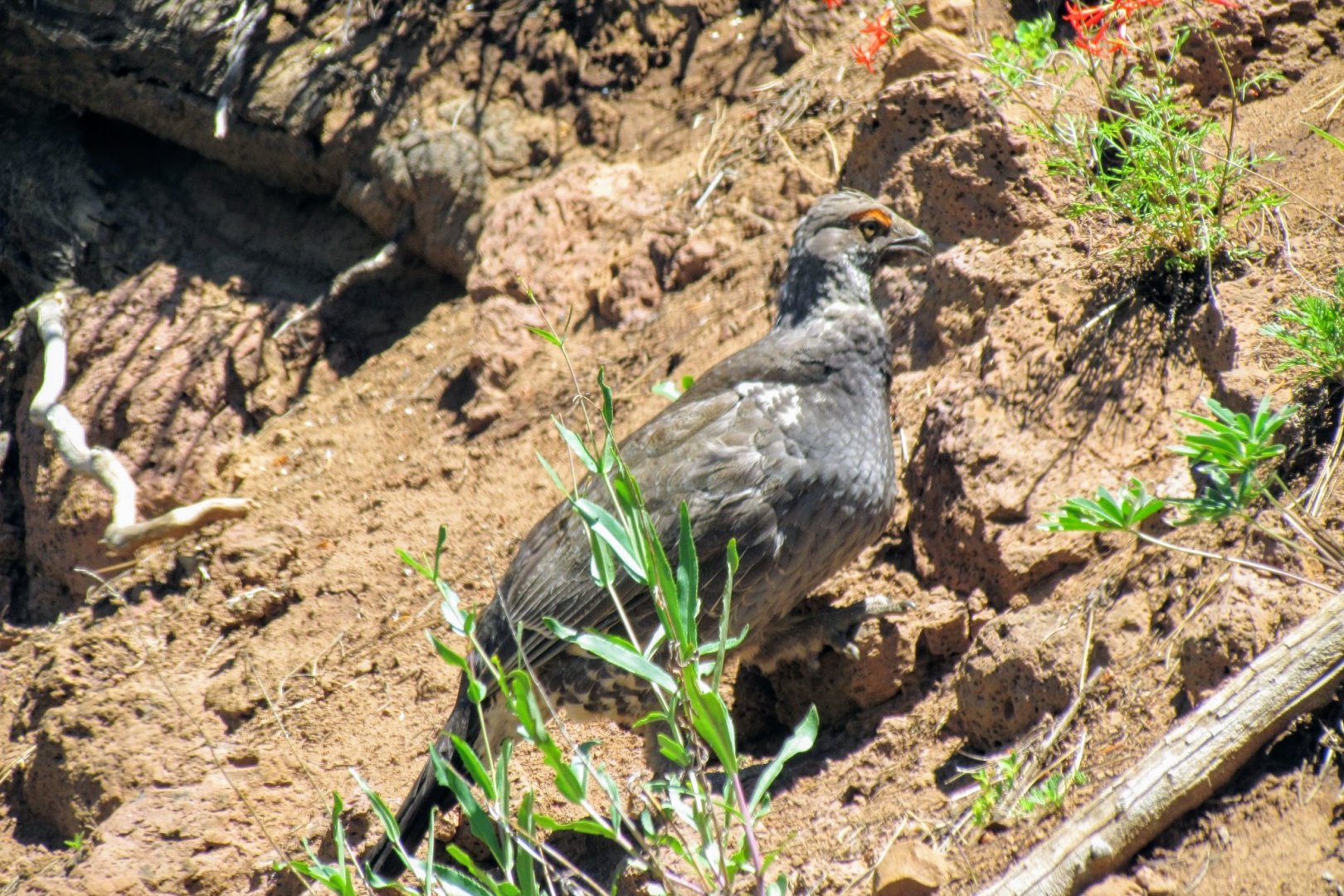Richardson's Dusky Grouse
