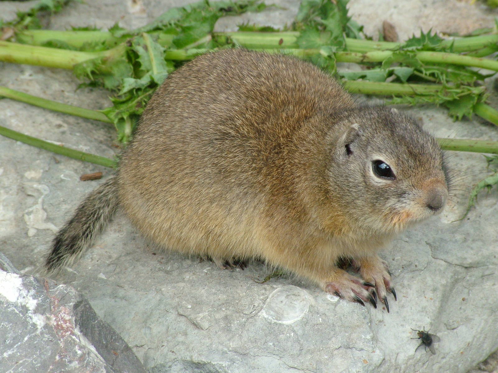 Richardson's Ground Squirrel at Longleat August 2008