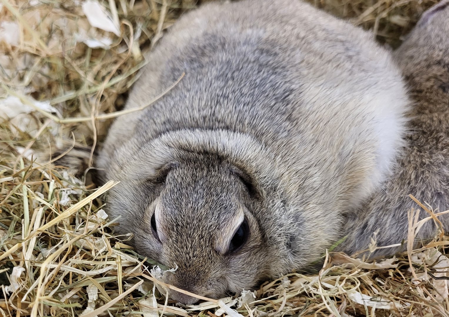 Richardson's ground squirrel - Urocitellus richardsonii