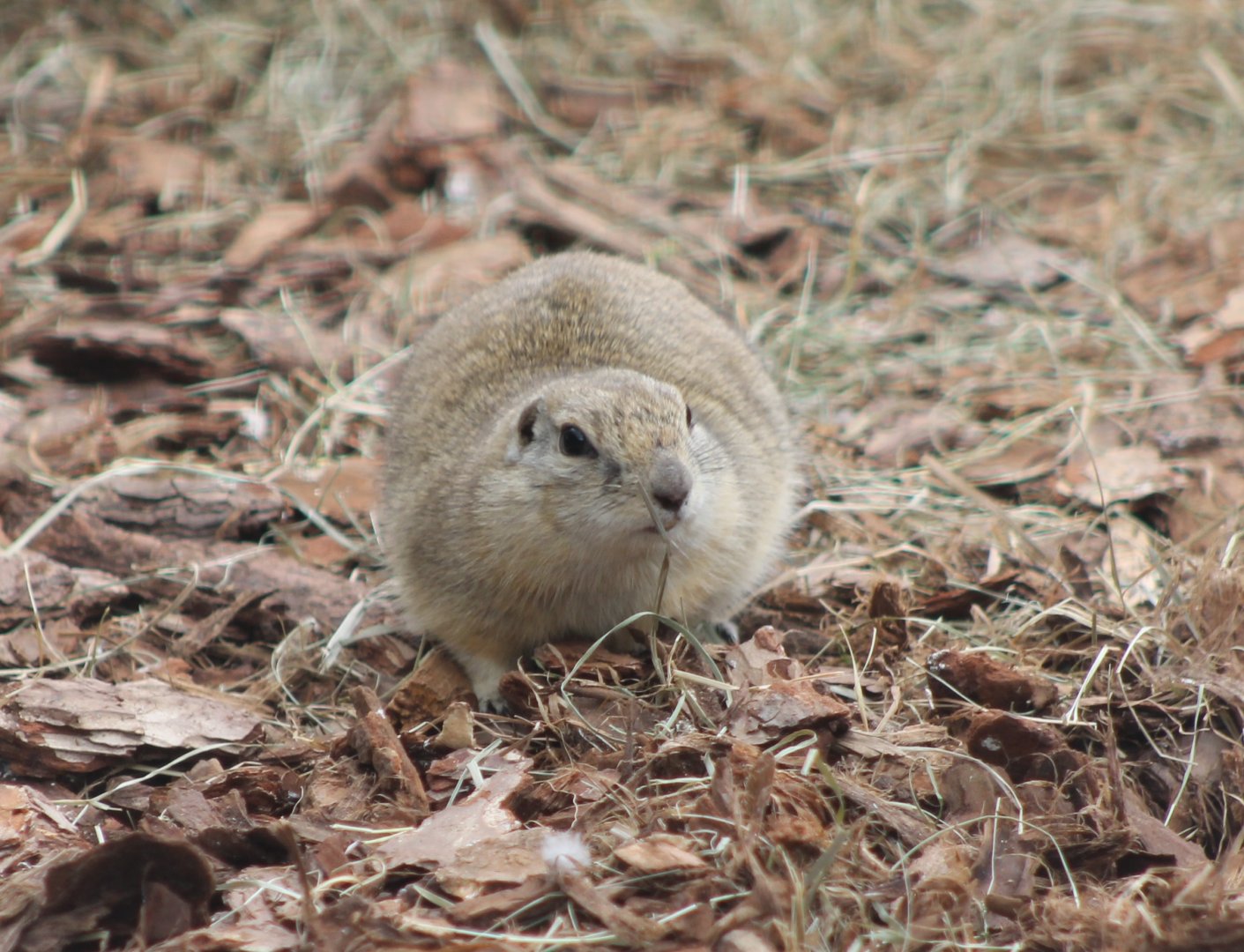 Richardson's ground-squirrel
