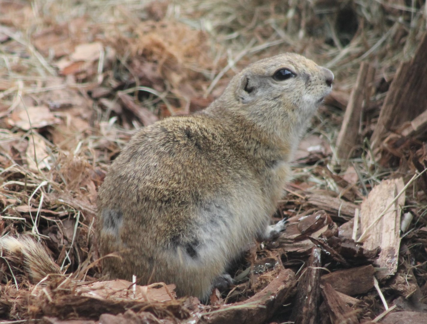 Richardson's ground-squirrel