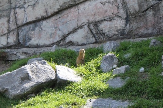 Richardson’s Ground Squirrel