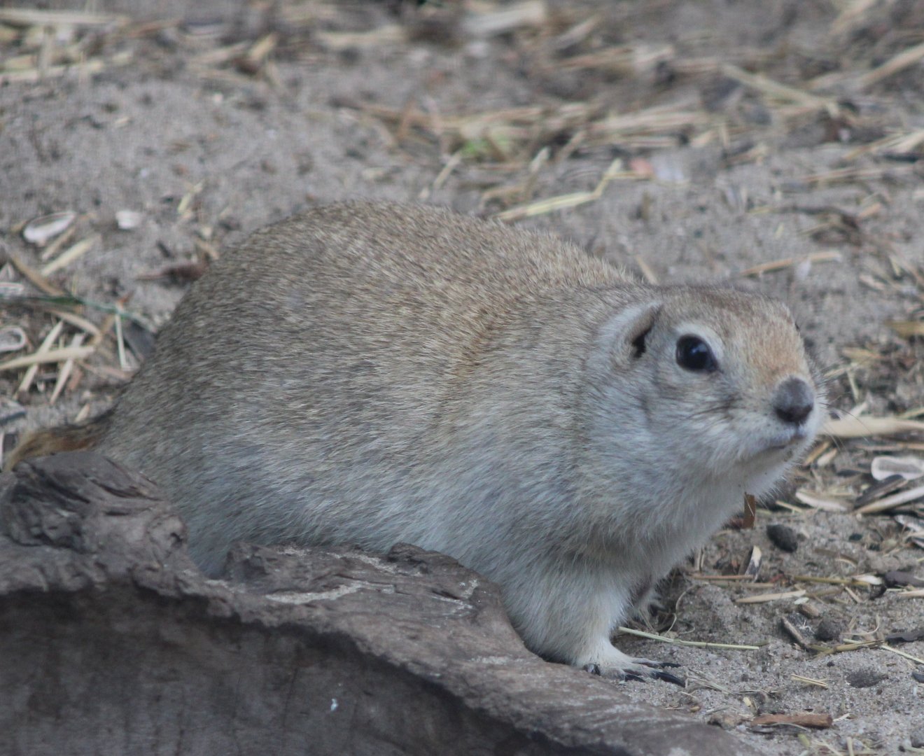 Richardson's ground squirrel