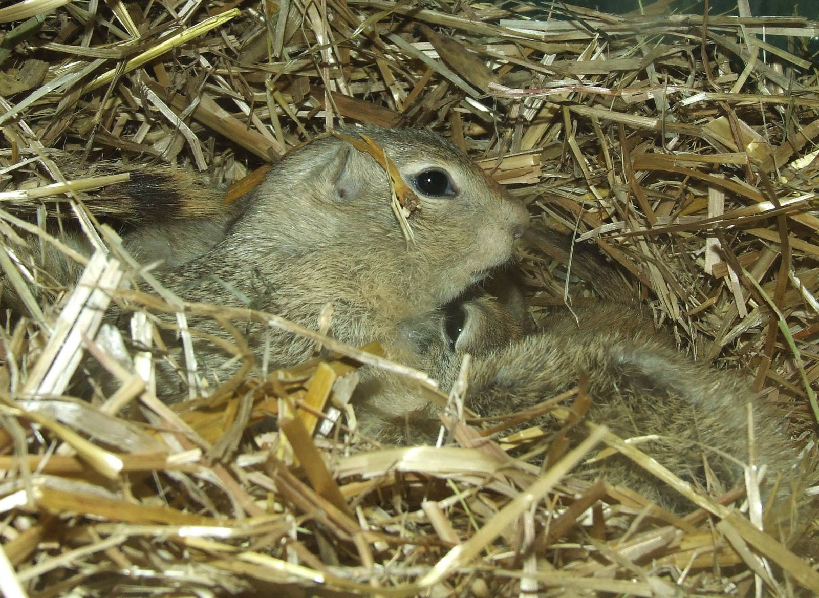 Richardson's Ground Squirrel