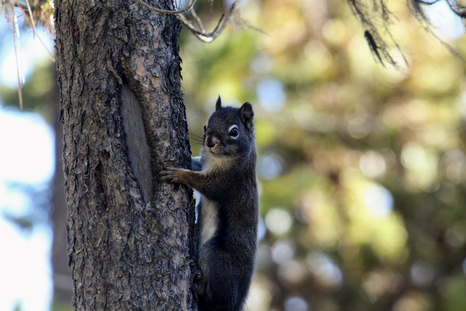 Richardson’s Red Squirrel