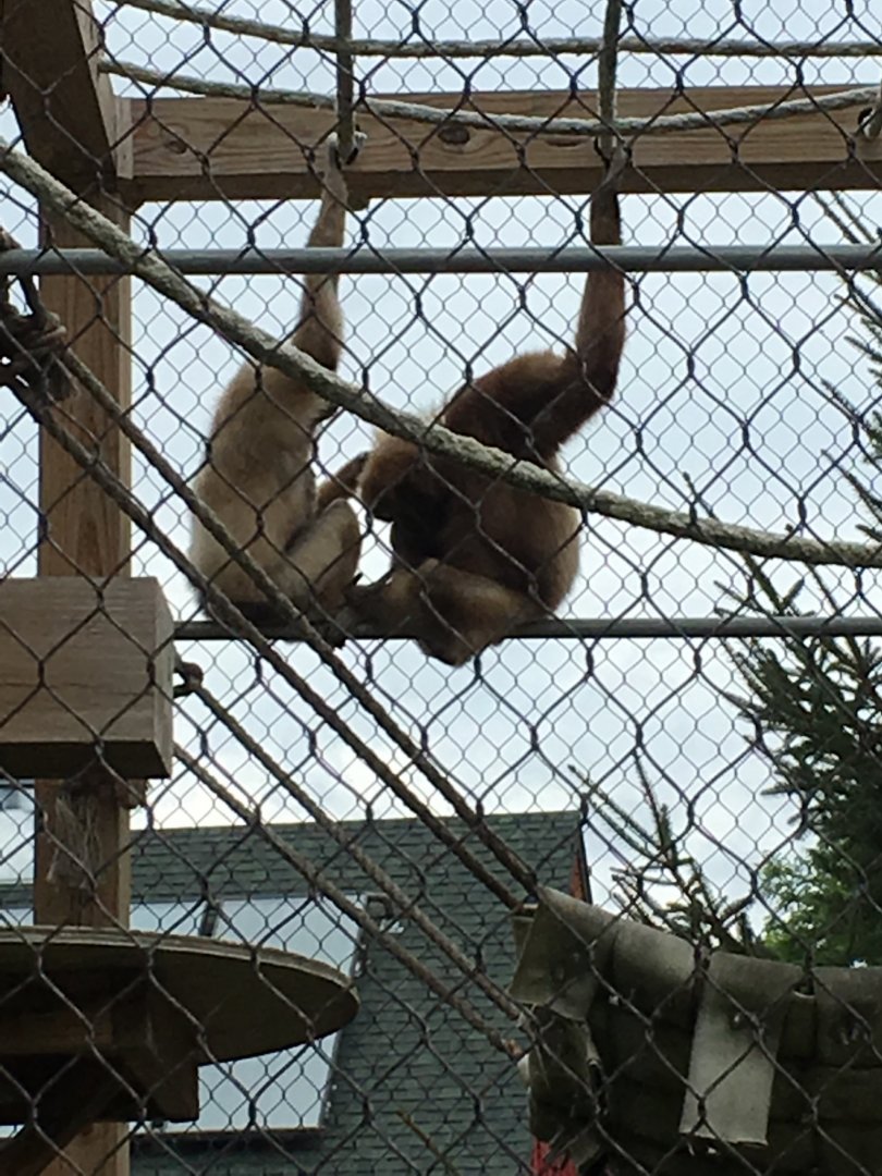 Richie and Moe | Henry Vilas Zoo