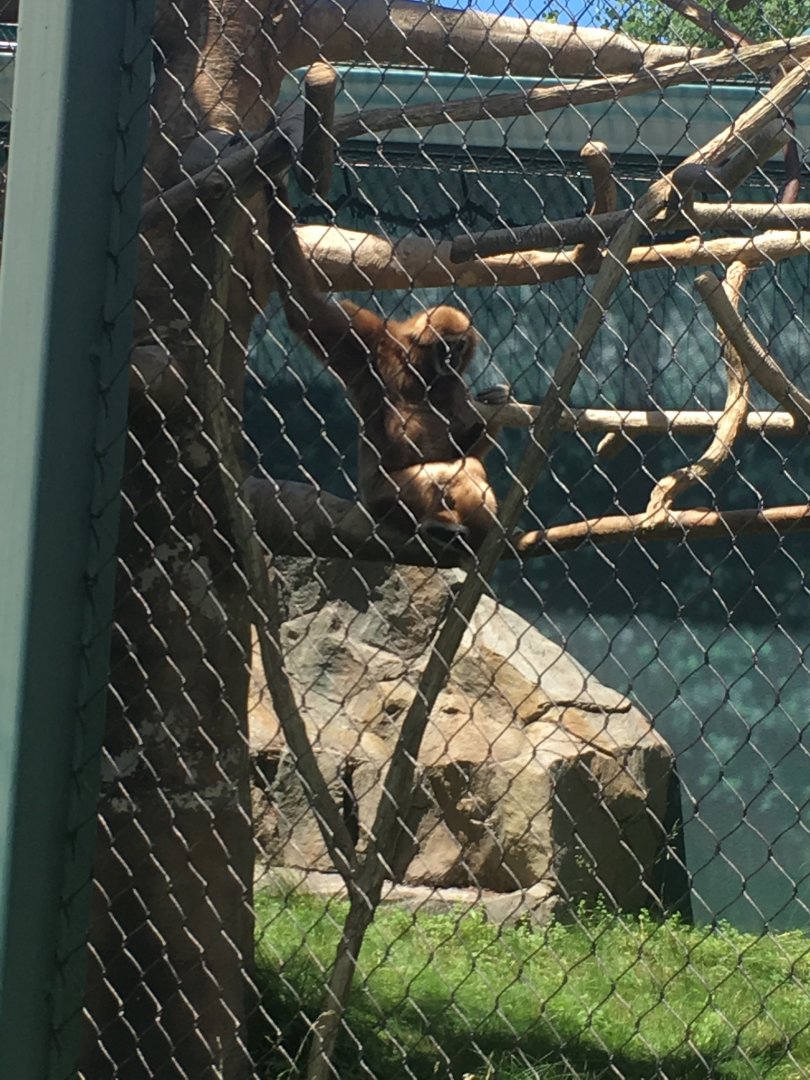 Richie | Henry Vilas Zoo