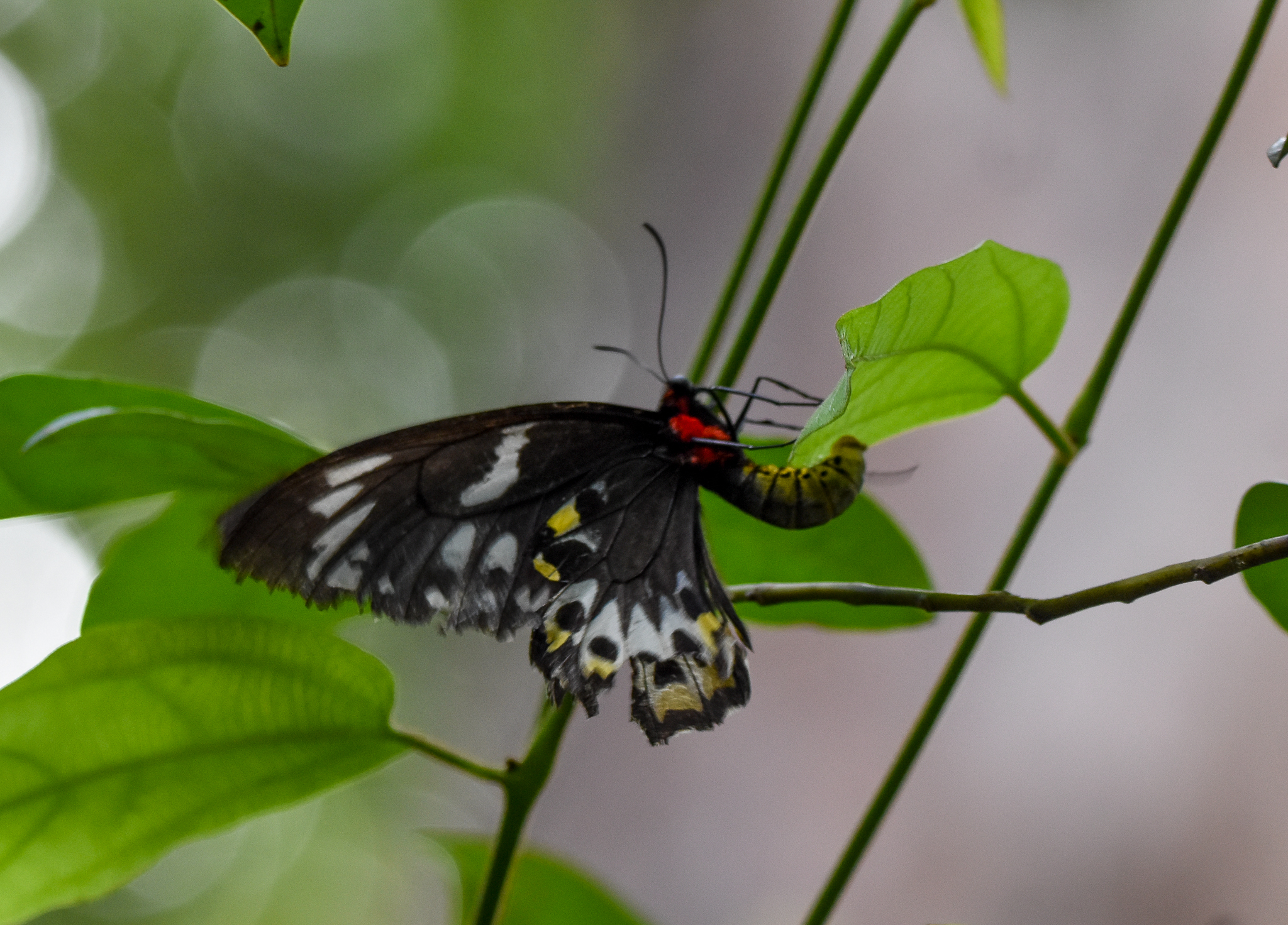Richmond Birdwing laying eggs