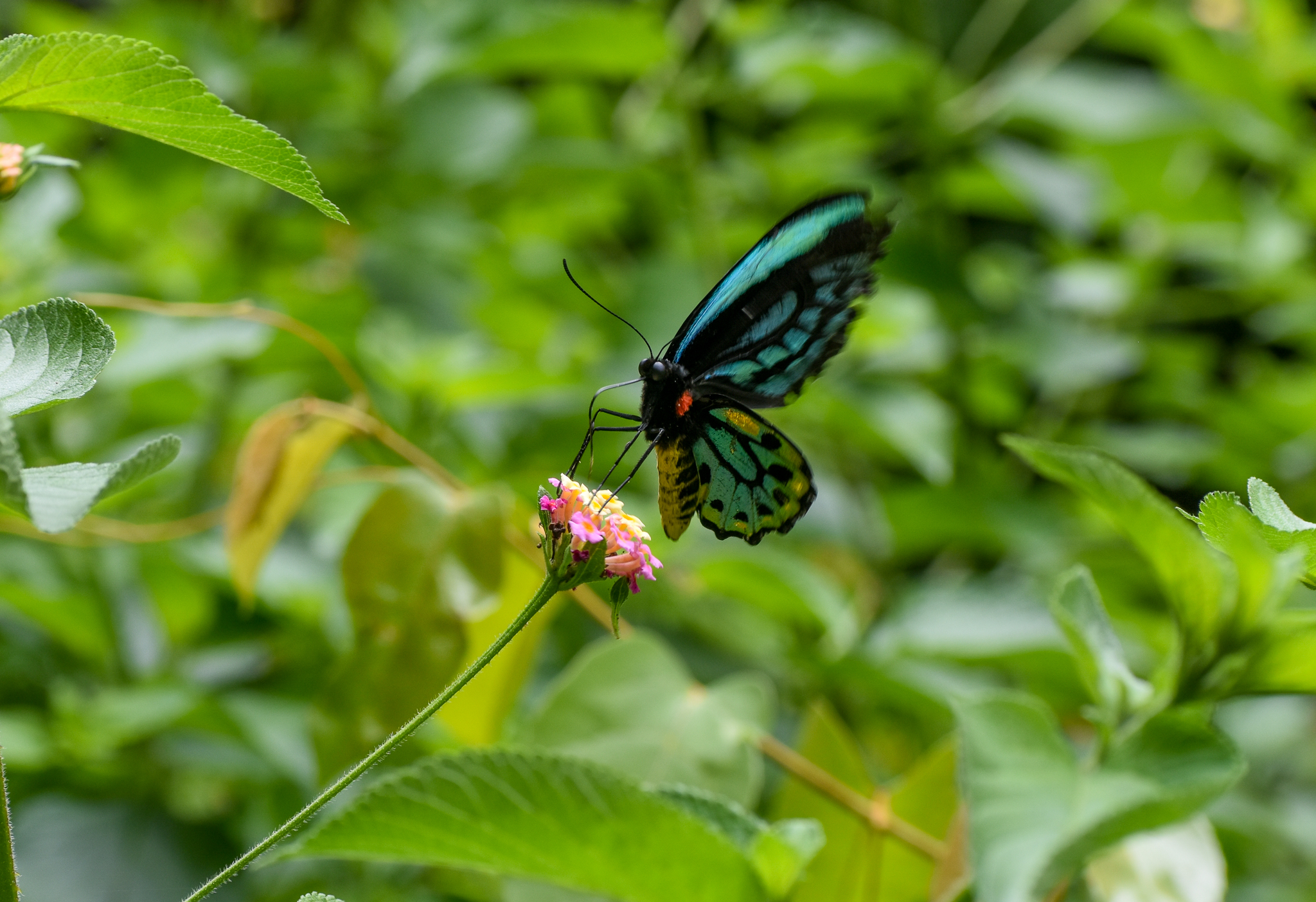 Richmond Birdwing
