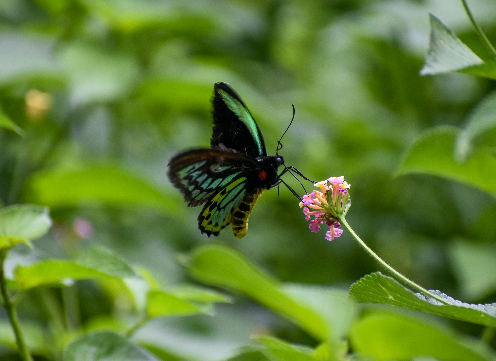 Richmond Birdwing