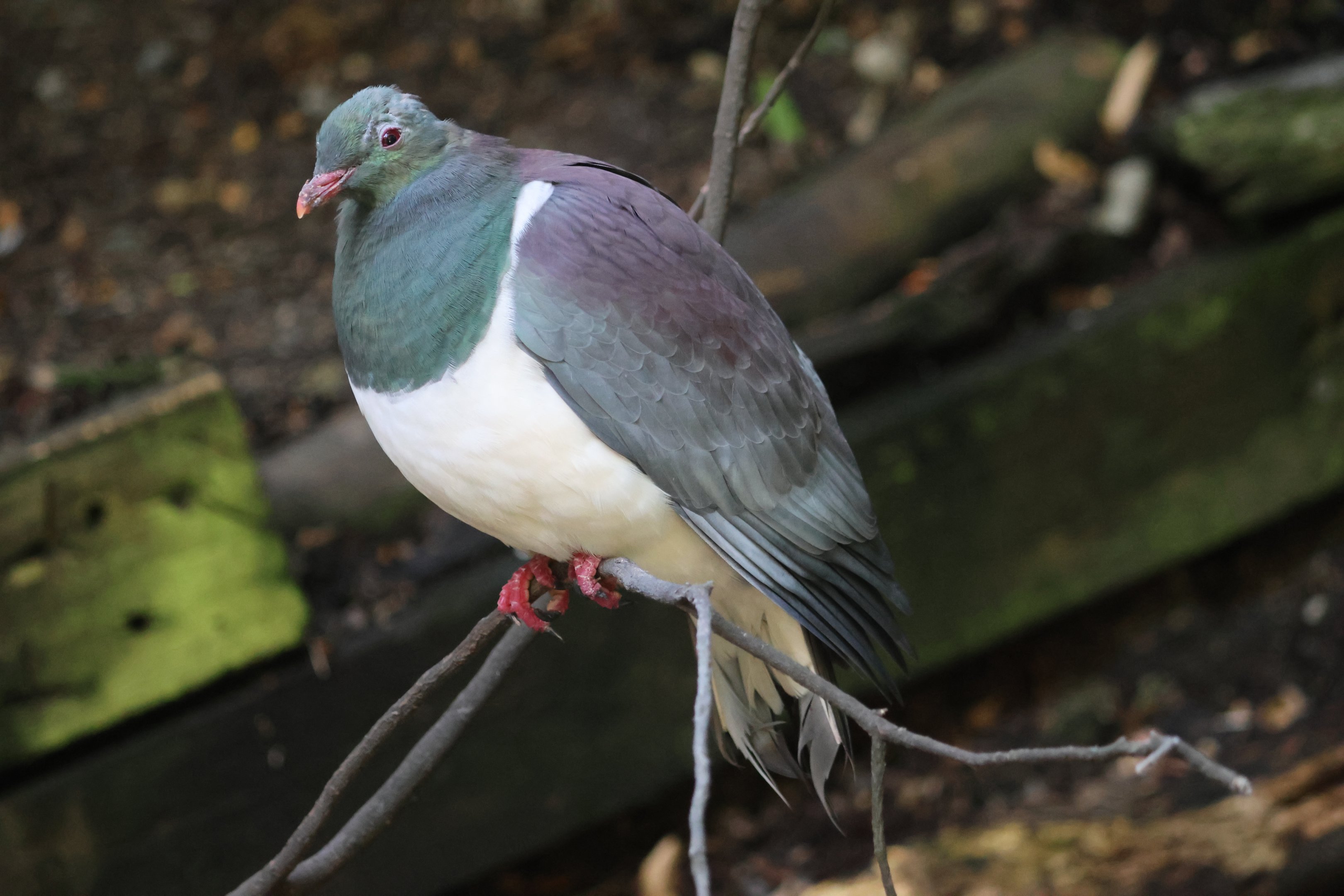 Rick the Kererū (Hemiphaga novaeseelandiae)