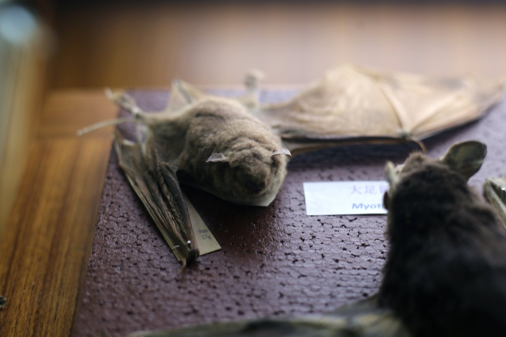 Rickett's Big-footed Myotis (Myotis pilosus)