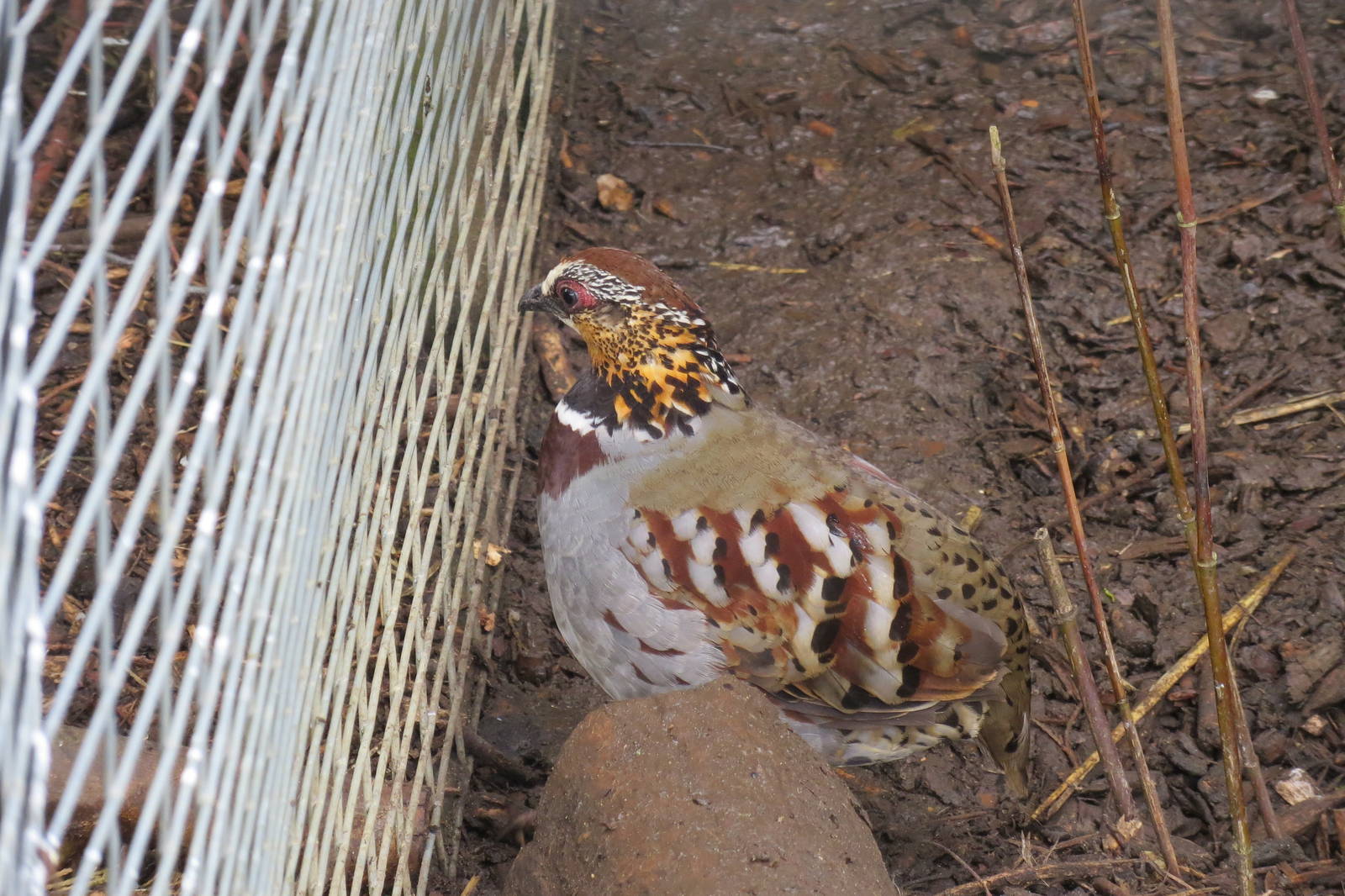 Ricketts Hill Partridge 090515