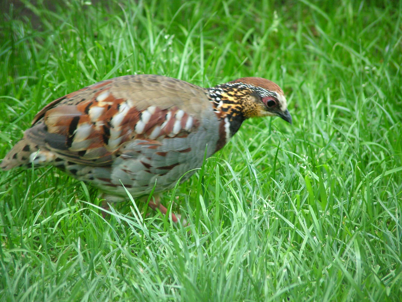 Ricketts' Hill Partridge (Arborophila gingica) at Harewood 2007