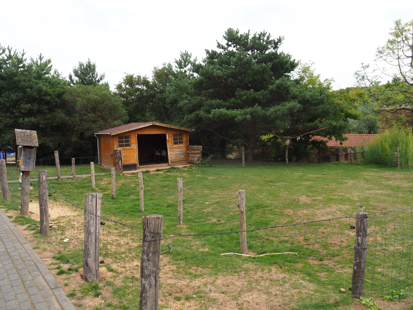 Rickety goat yard (Aug 28th, 2018)