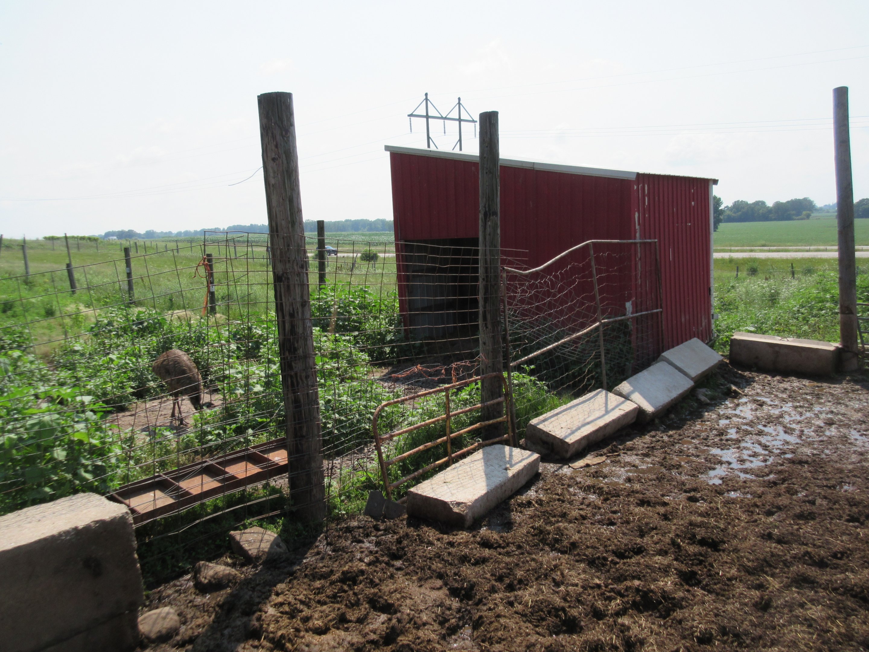 Rickety Old Fence (Asian Water Buffalo Exhibit)