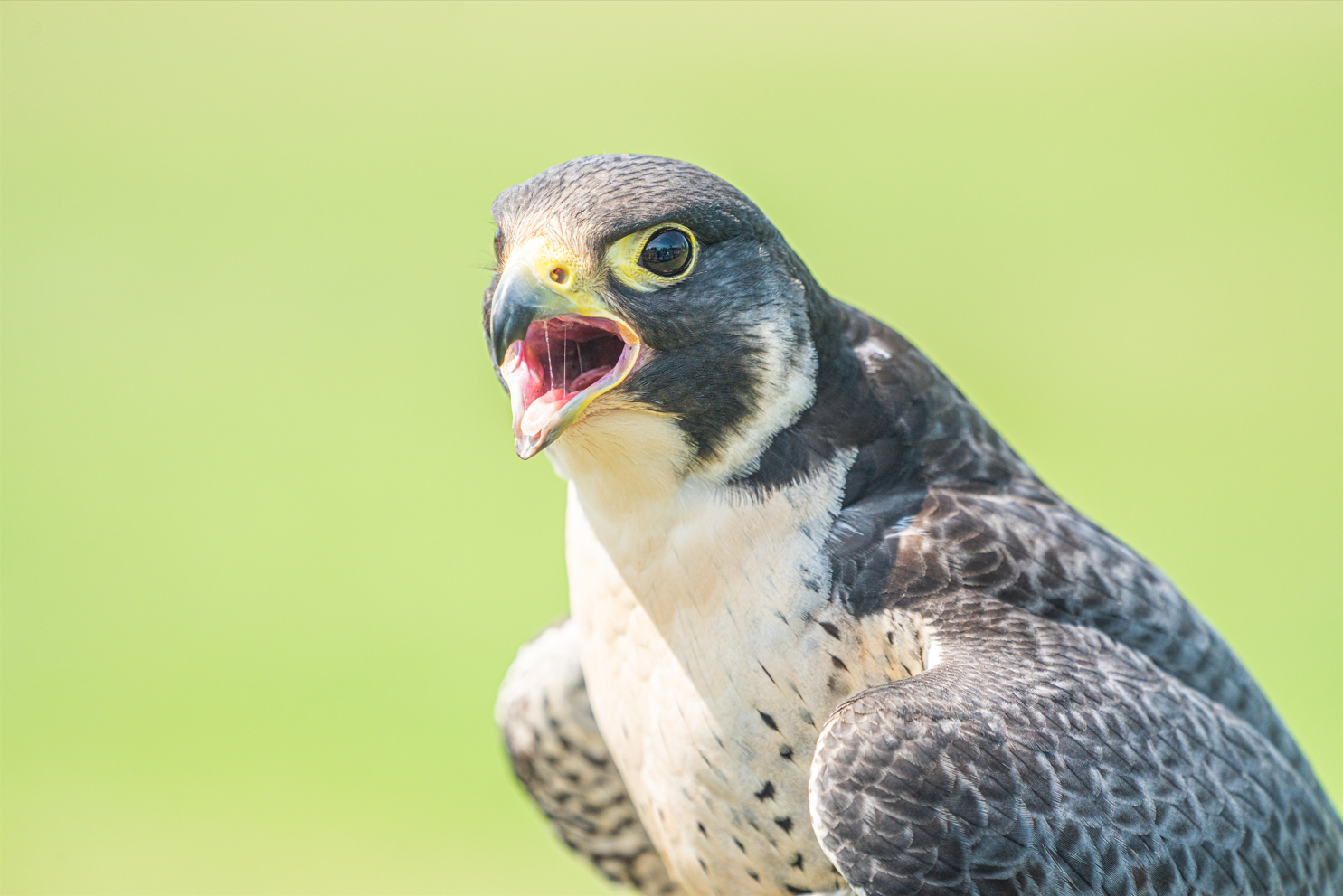 Ricky the male Peregrine Falcon
