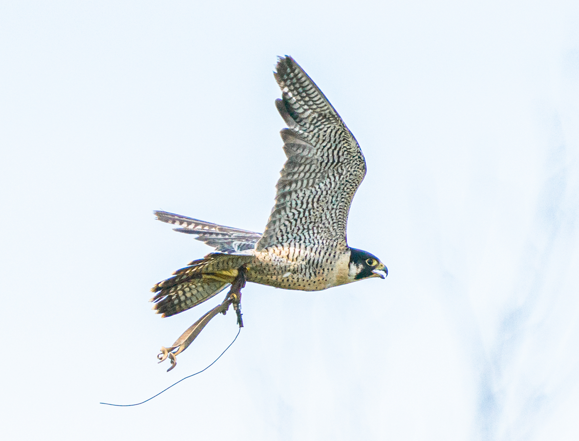 Ricky the male Peregrine Falcon