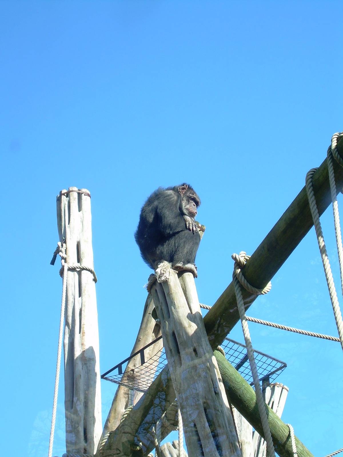 Ricky the oldest chimp at Budongo Trail