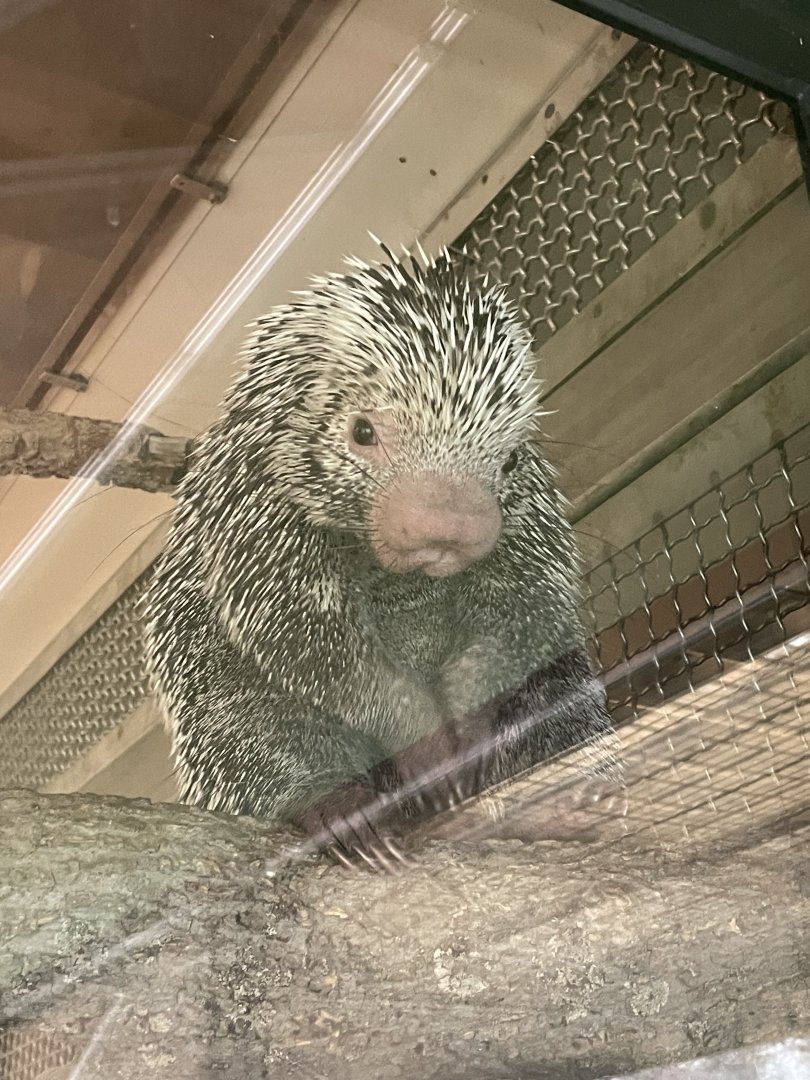 Rico the Brazilian Porcupine