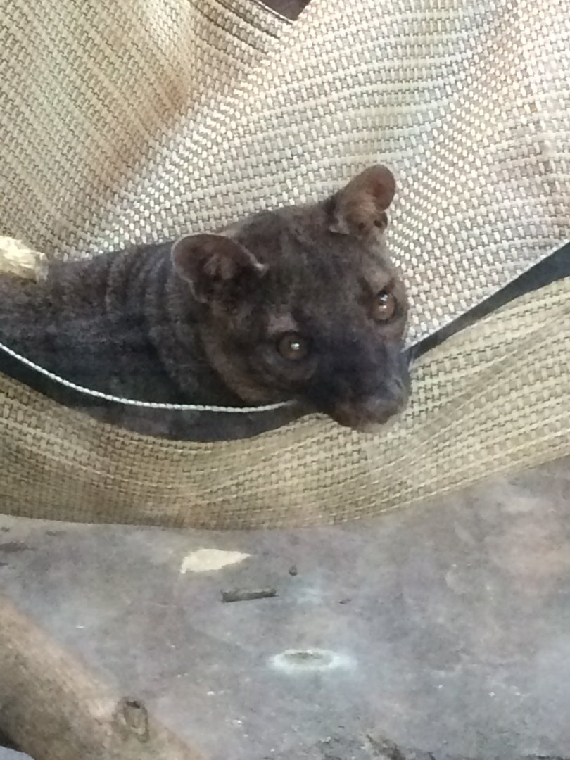 Rico the Fossa