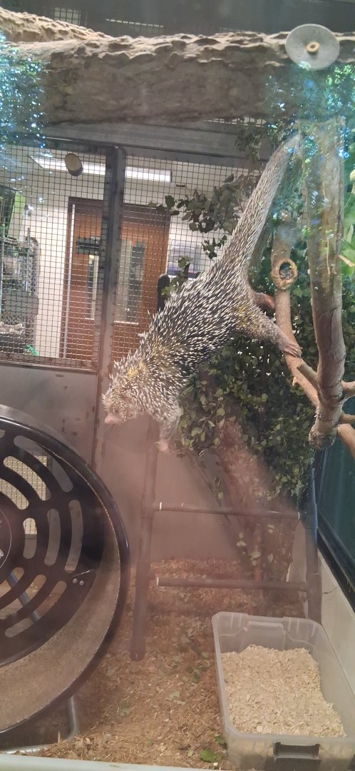 Rico the prehencile tailed porcupine stretches out for a sniff at his hamster wheel